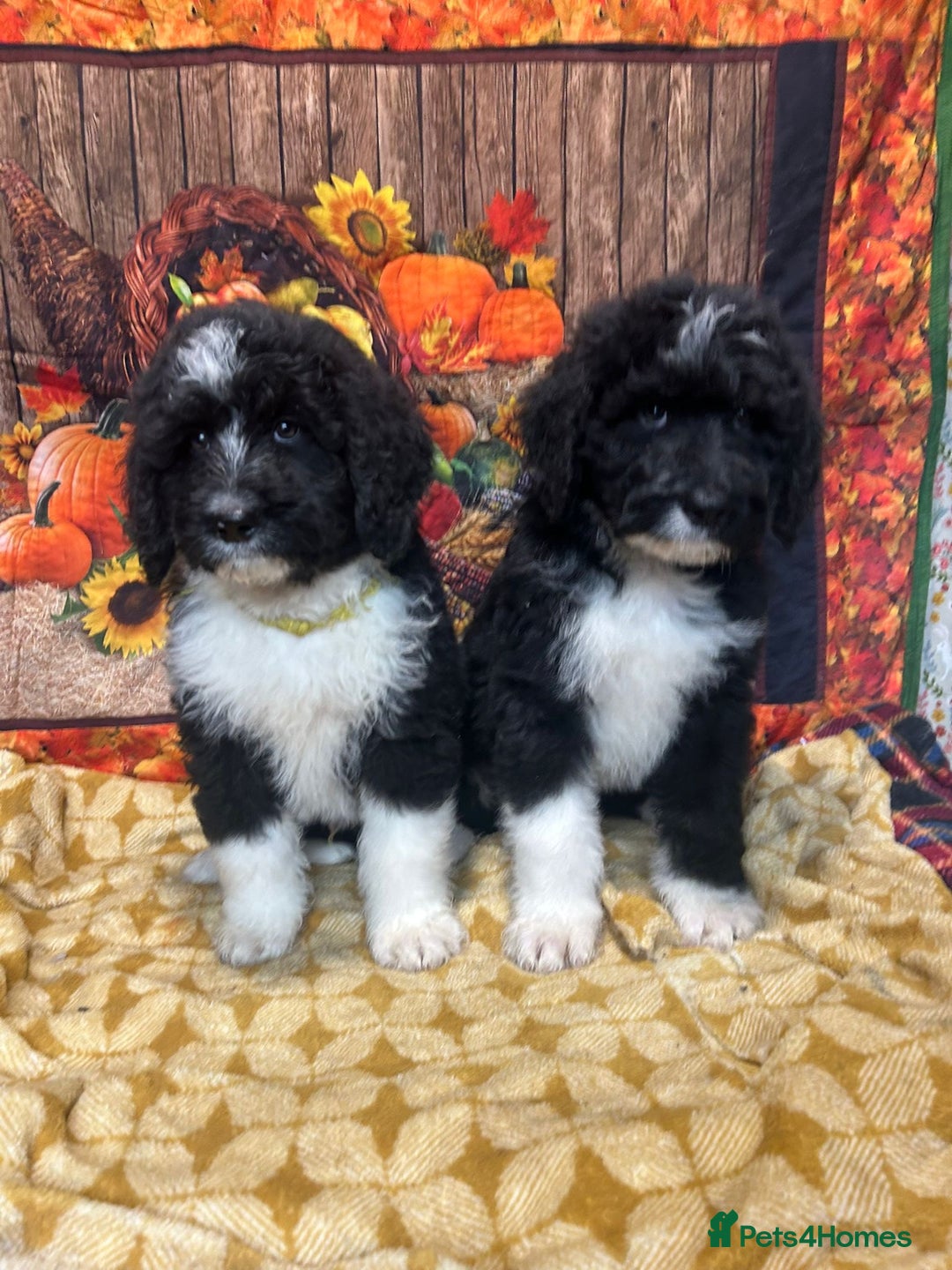 Bernedoodle dogs for sale: Bernedoodles  - Image 1