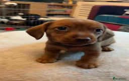 Dachshund dogs for sale: Dachshund puppies for sale - Image 6