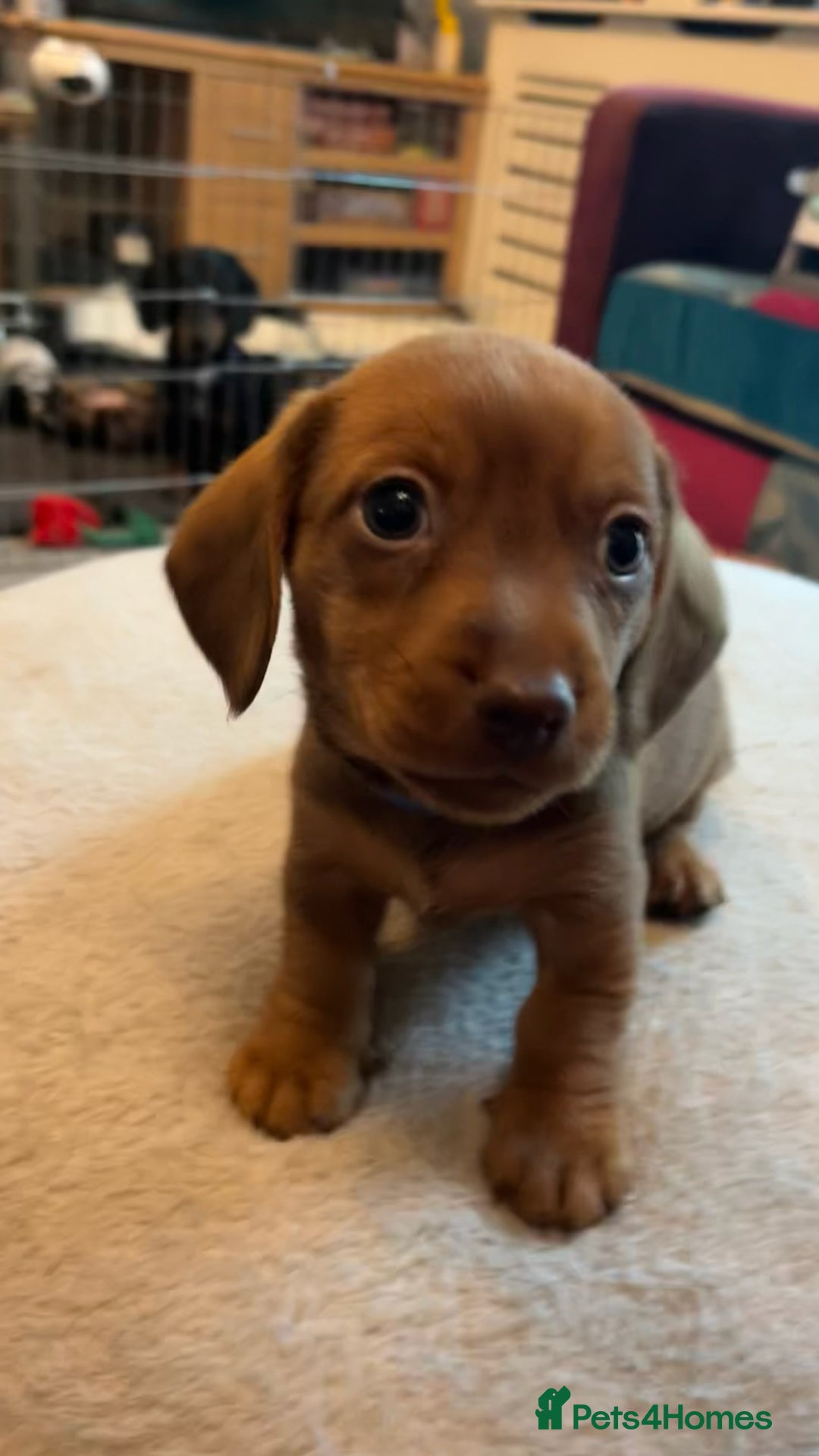 Dachshund dogs for sale: Dachshund puppies for sale - Image 6