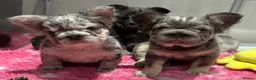 French Bulldog dogs for sale: Fluffy French bulldogs  ** s carrying pink - Advert 7