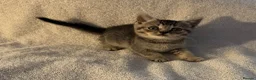 British Shorthair cats for sale: British shorthair kittens from champion lines  - Advert 3