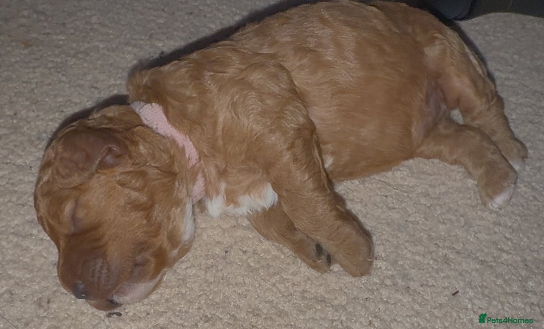 Cockapoo dogs for sale: Championship bloodline F1B toy Cockapoos  - Advert 17