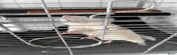 Rat rodents for sale: 2 rats both males  in Huntingdon - Advert 3