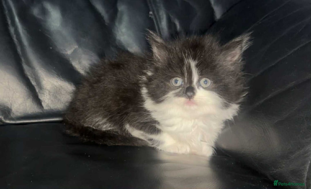 Mixed Breed cats for sale: 3 beautiful female kittens - Advert 3