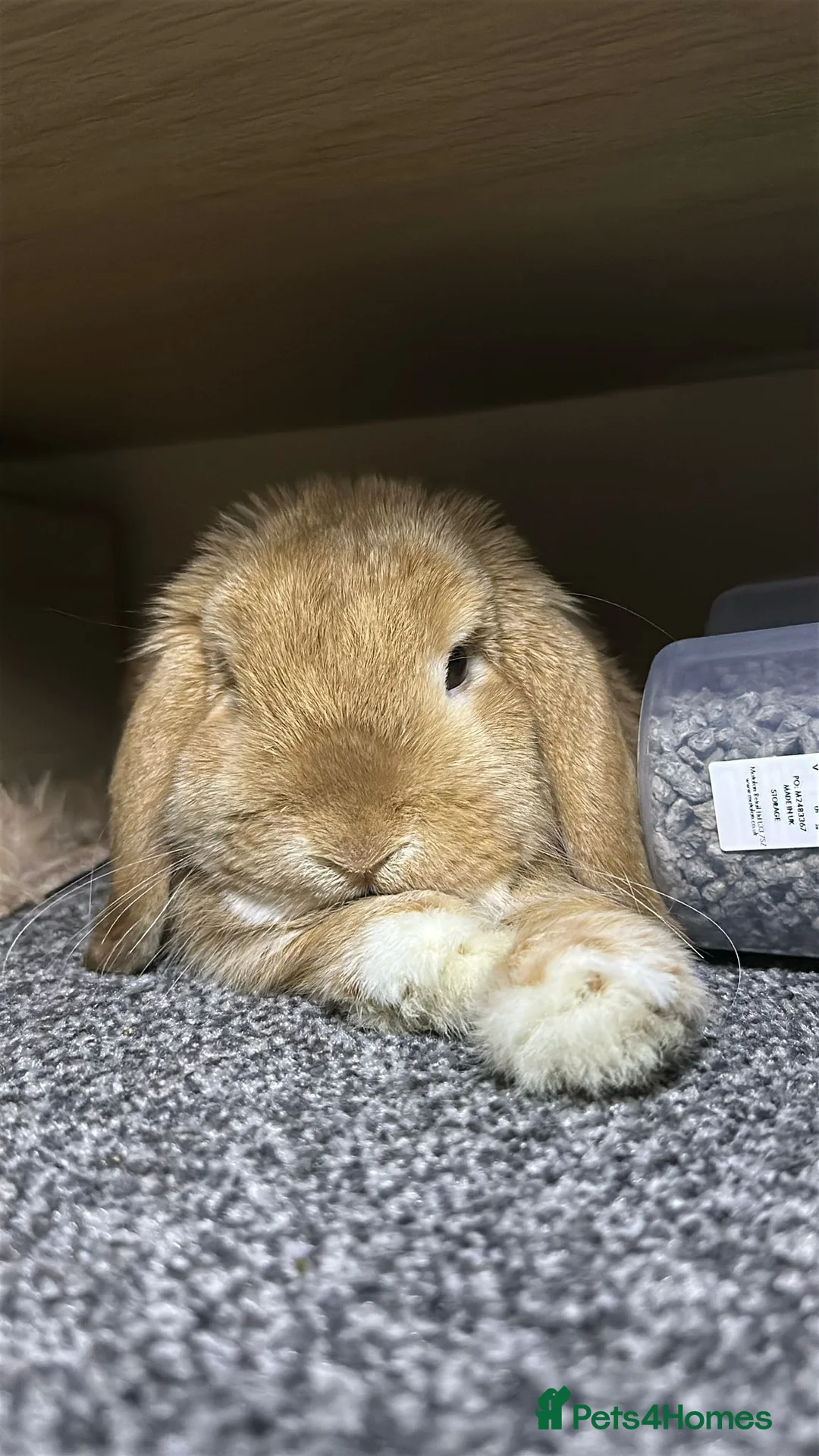 Mini Lop rabbits for sale: Adorable 7 month old Boy Mini Lop  - Advert 3