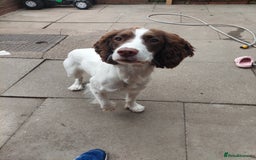 English Springer Spaniel dogs for sale: 11 month old springer spaniel BITCH - Image 4