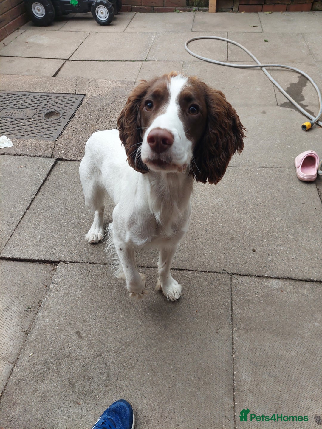 English Springer Spaniel dogs for sale: 11 month old springer spaniel BITCH - Image 4