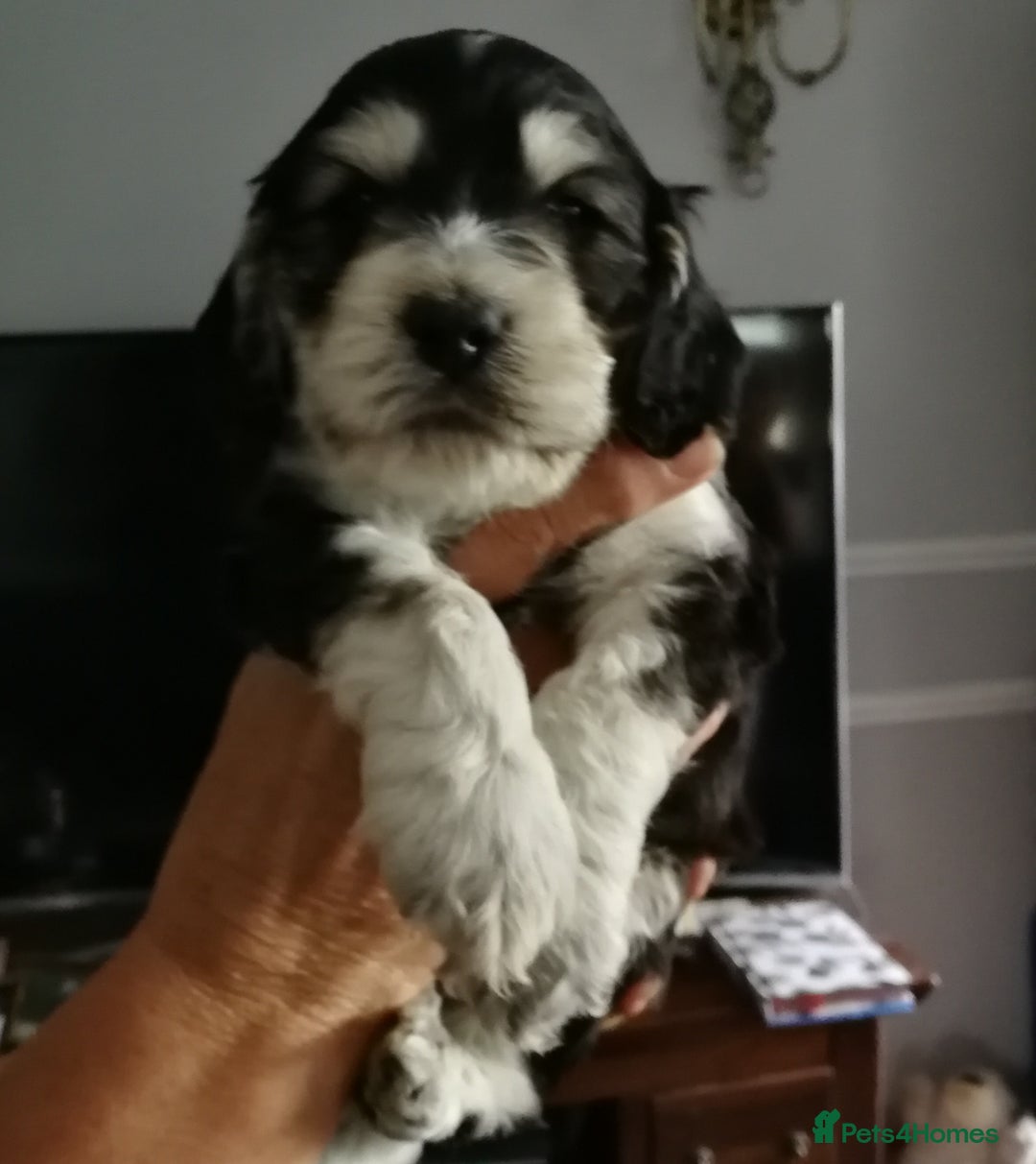 Cockapoo dogs for stud: Silver Phantom Parti Cockapoo for Stud - Advert 23
