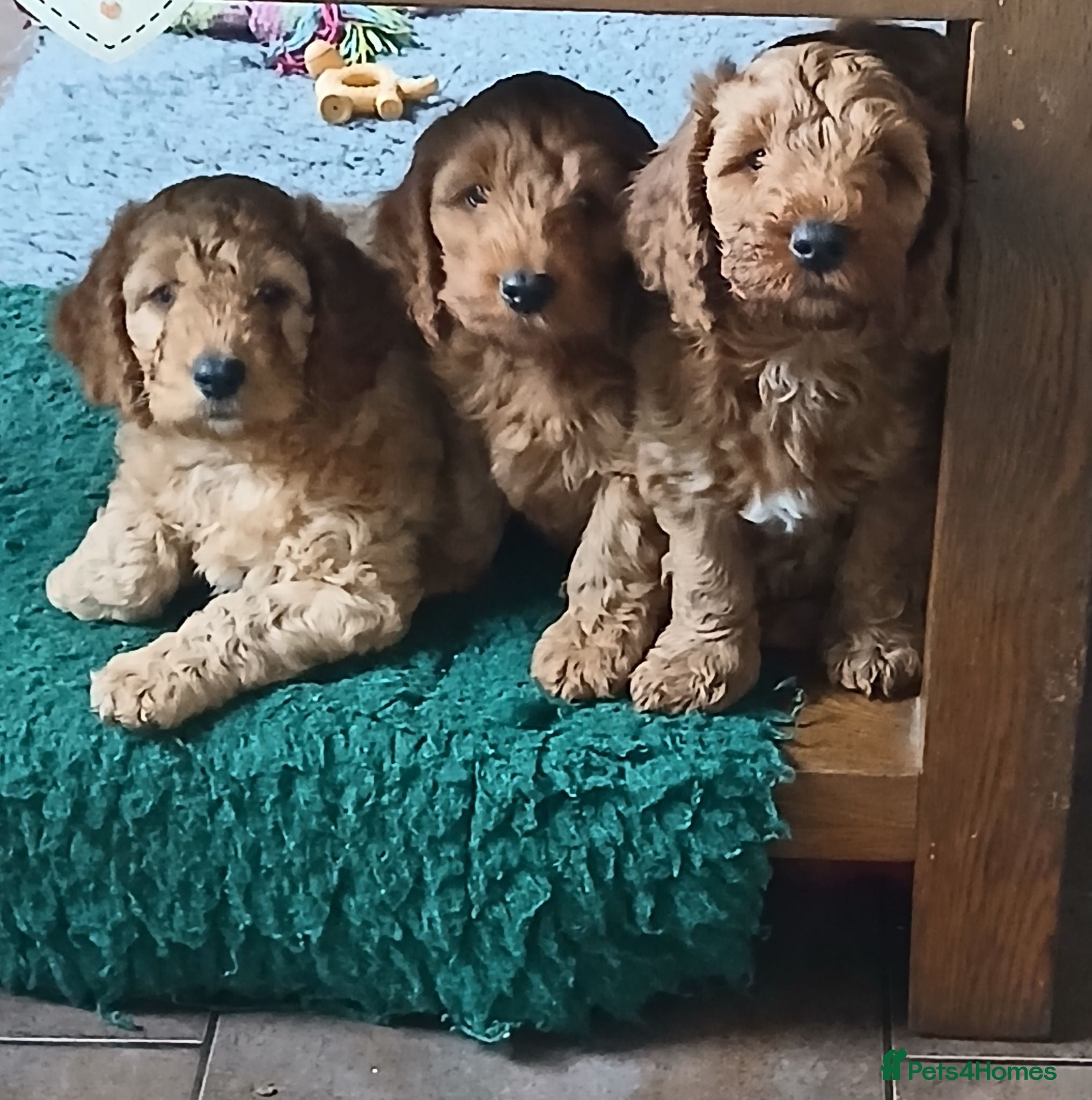 Cockapoo dogs F2 Cockapoos  - Advert 1