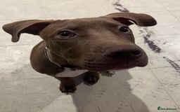 Mixed Breed dogs for sale: Staffy American bulldog mix puppy - Advert 3