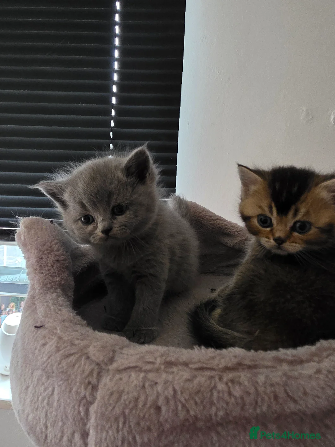 Scottish Fold cats for sale: Scottich straight/fold - Advert 2