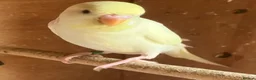 Budgerigars birds for sale: Baby budgies and pairs for sale  - Advert 5