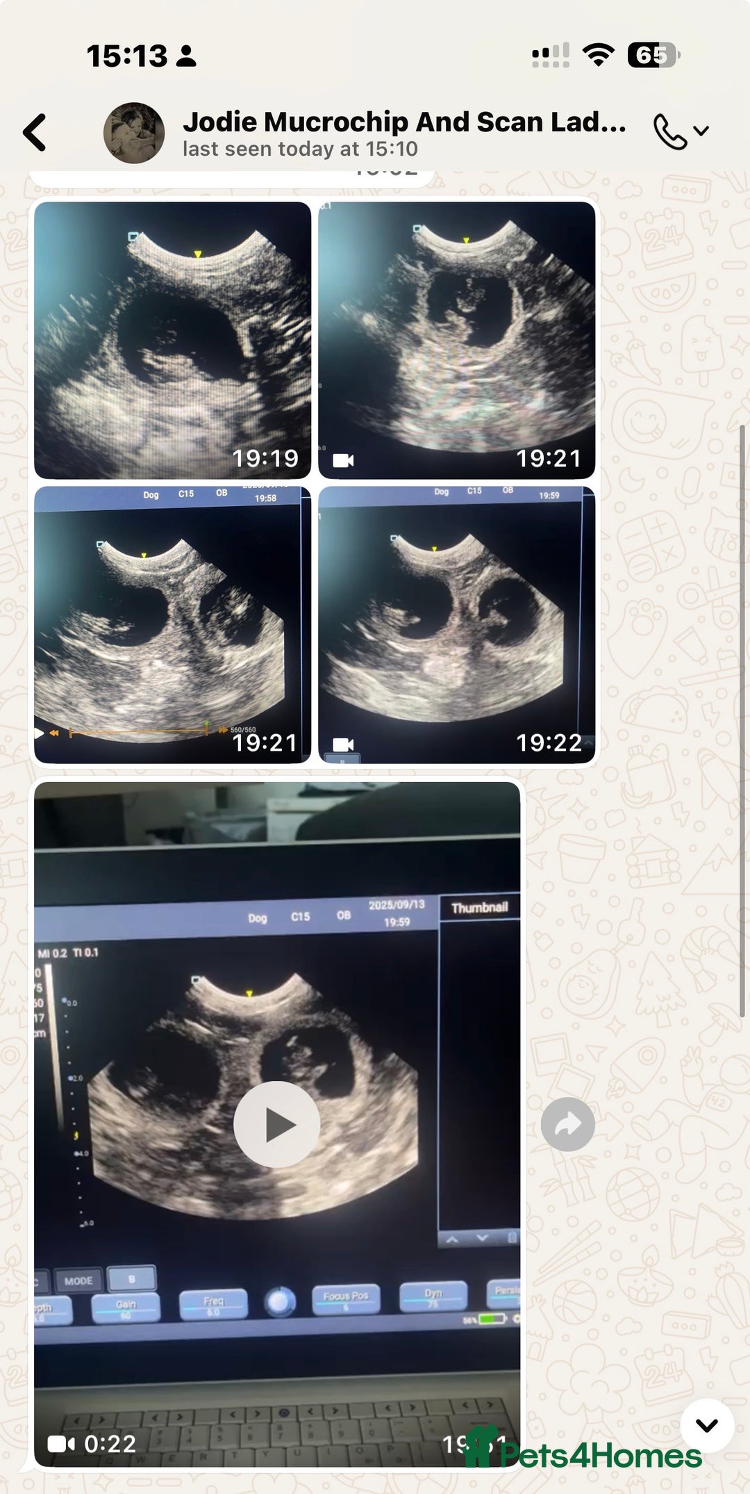 British Shorthair cats for sale: Two beautiful bi colour girls ready for new homes  - Advert 8