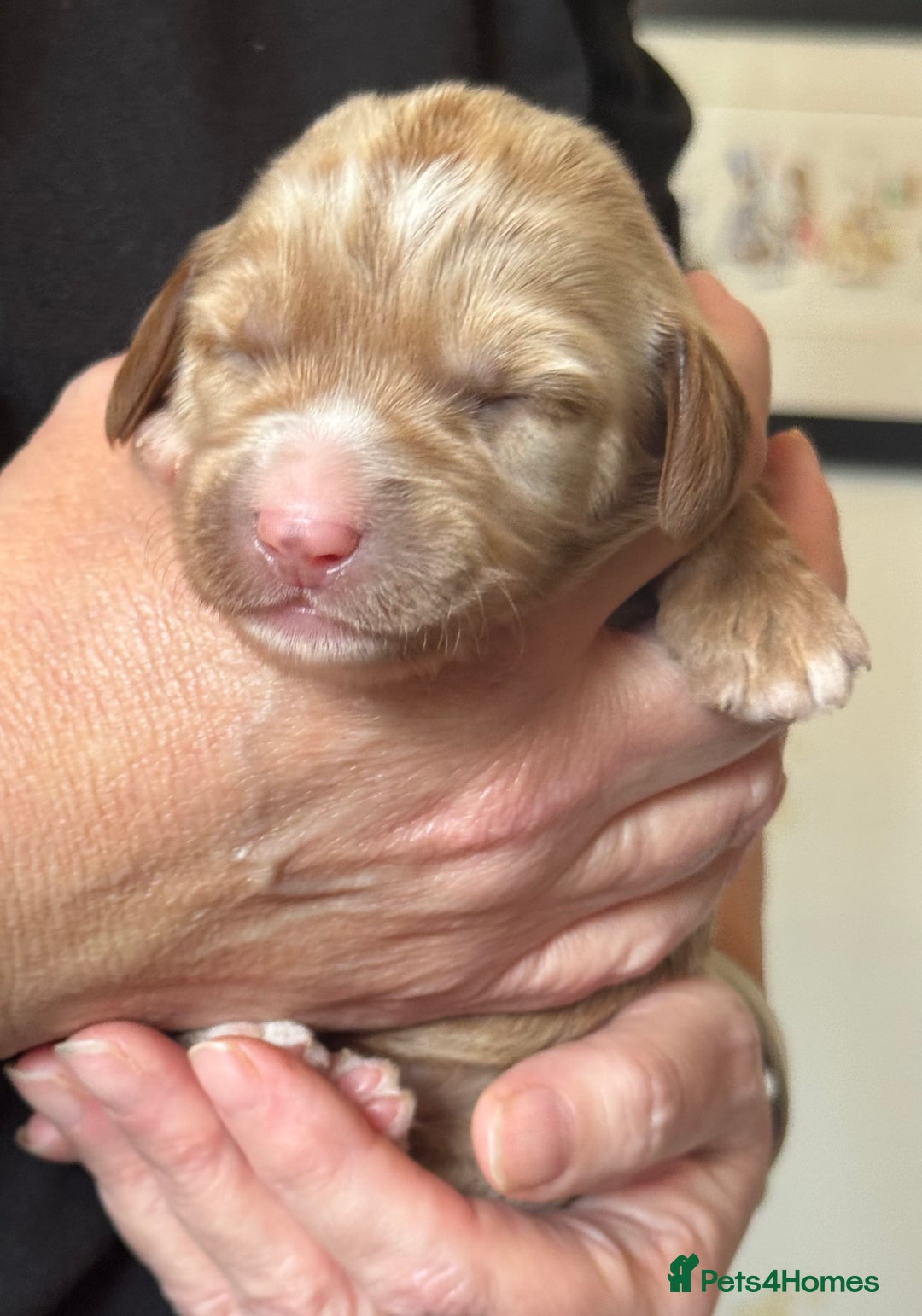 Australian Labradoodle dogs for sale: 100% Pure bred Australian Labradoodle - Advert 26