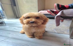Cockapoo dogs for sale: TEDDY - Image 1