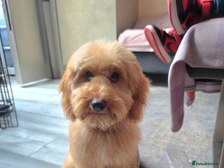 Cockapoo dogs - Advert 15