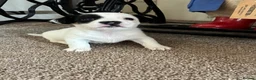 Jack Russell dogs for sale: Beautiful Jack Russell puppies  in Reading - Advert 5