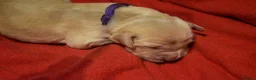 Golden Retriever dogs for sale: Golden Retriever Puppies - Advert 29