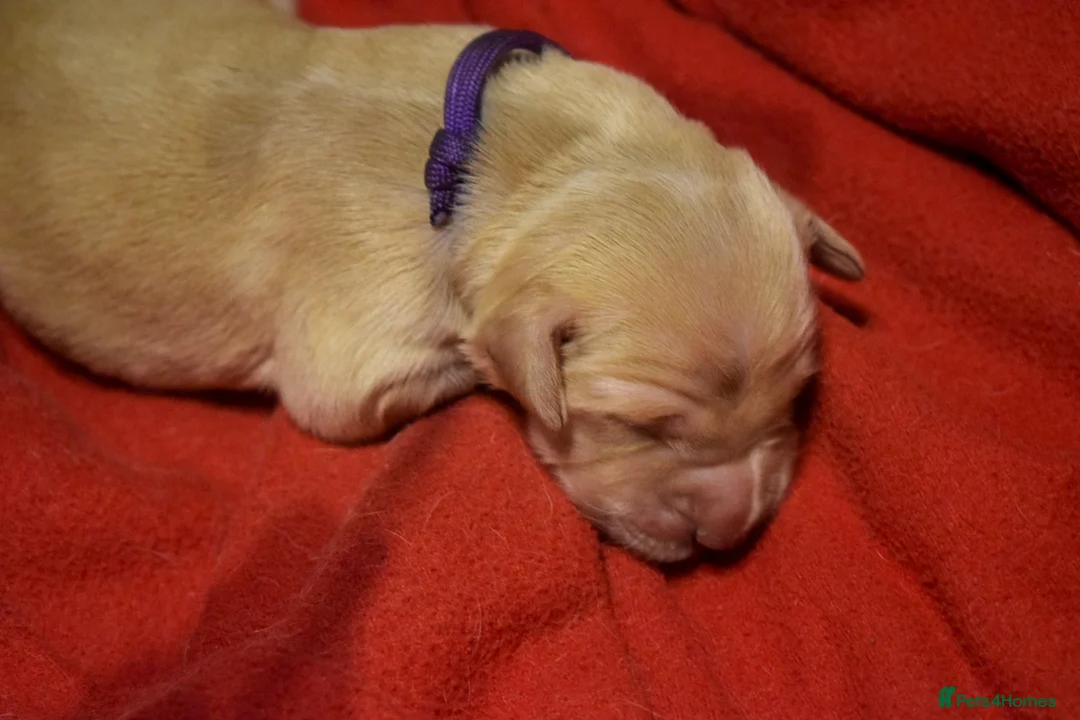 Golden Retriever dogs for sale: Golden Retriever Puppies - Advert 29