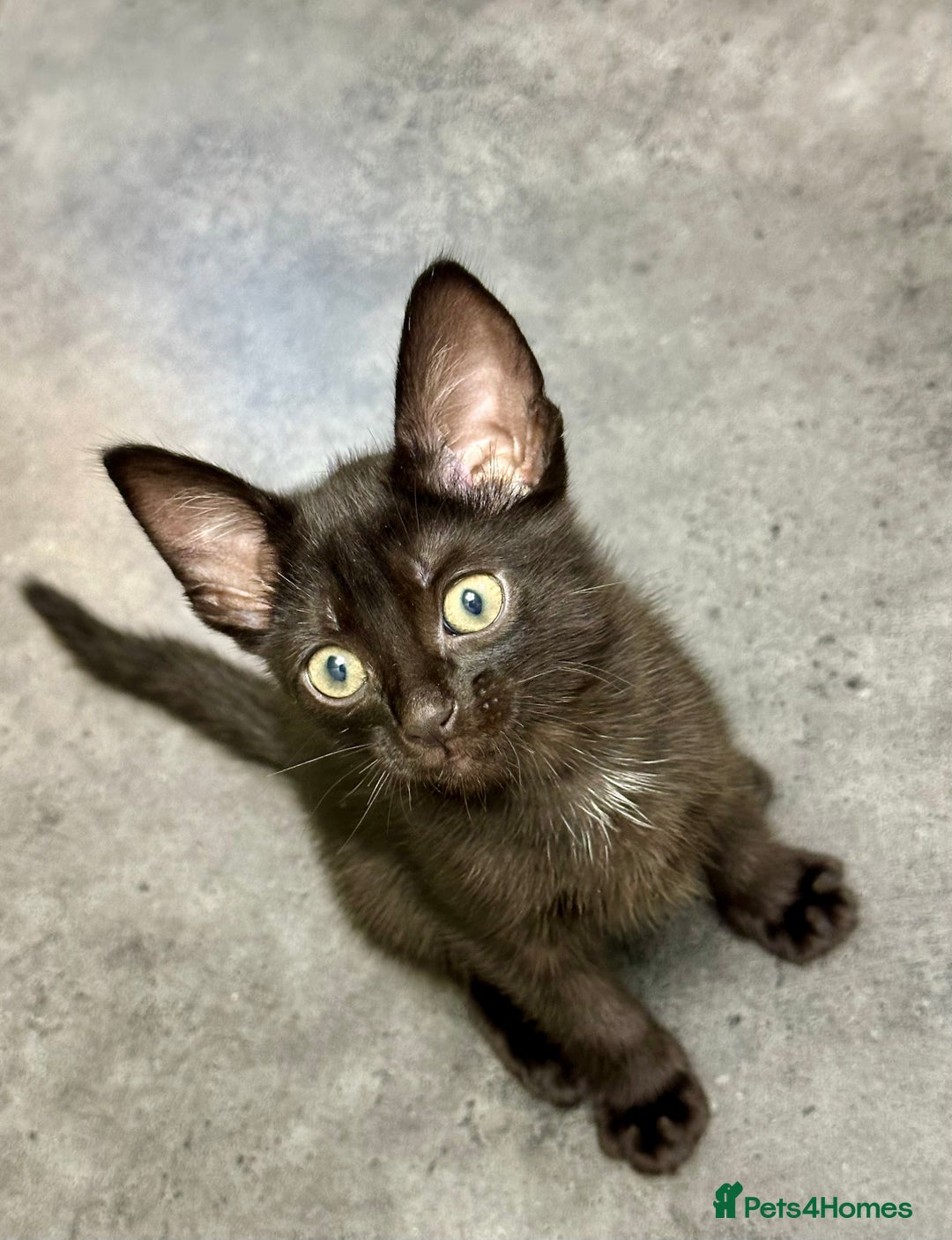 Mixed Breed cats for sale: ✨Cornish Rex Kittens Ready for New Homes Now✨ - Advert 24