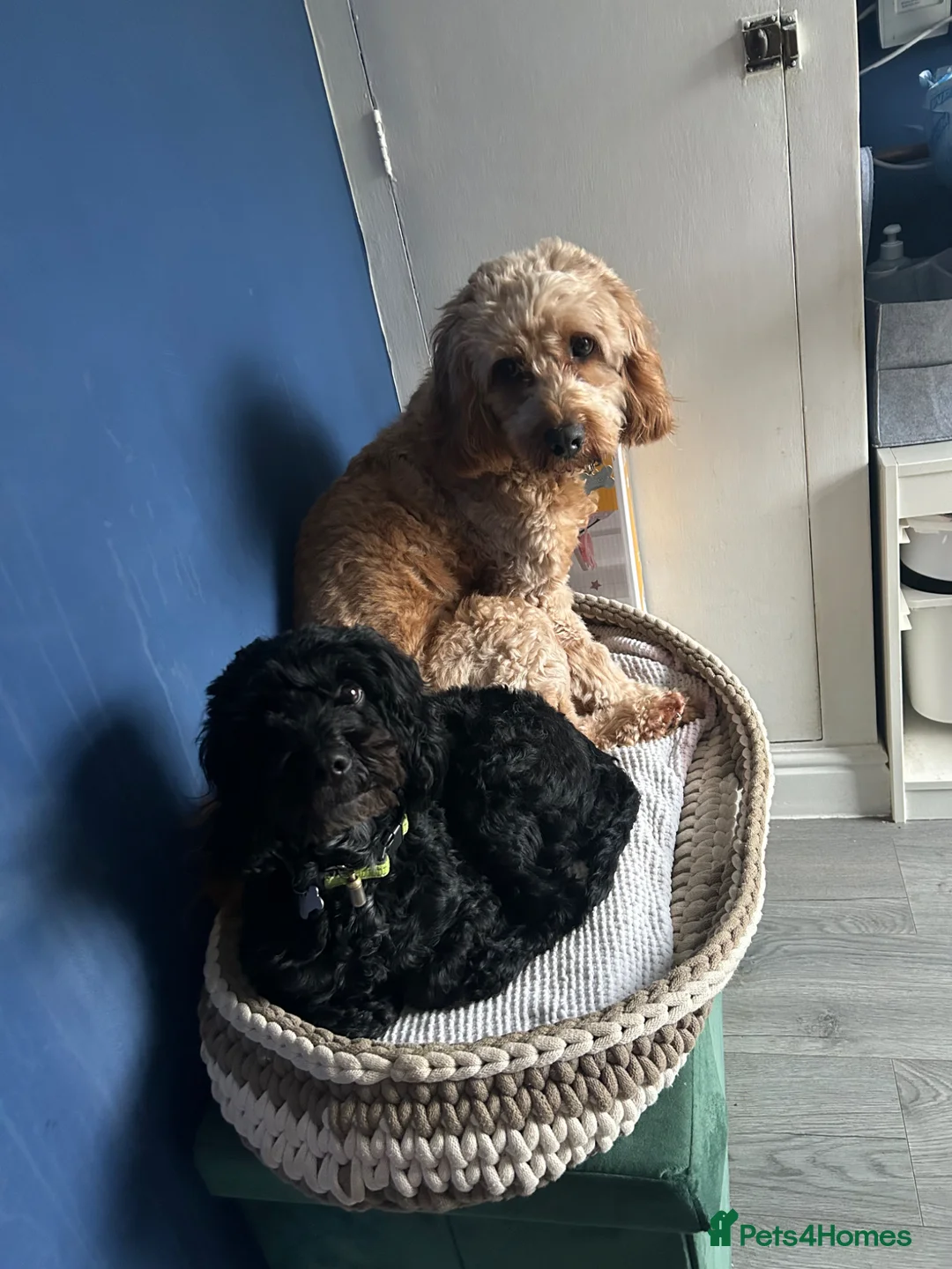 Mixed Breed dogs for sale: Cockalier-poo READY TO LEAVE  - Advert 15