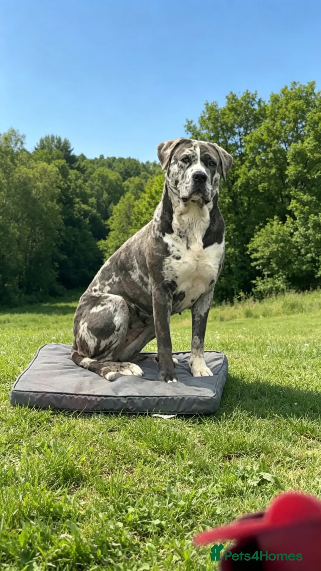 Cane Corso dogs for sale: BEAUTIFUL MERLE CANE CORSO FOR SALE - Advert 1