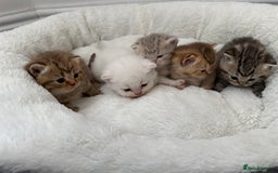 British Shorthair cats for sale: British shorthair kittens  - Image 5