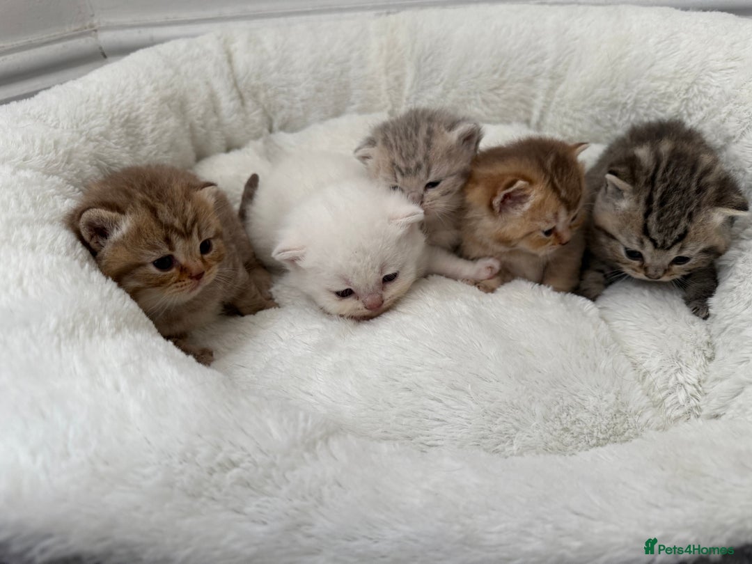 British Shorthair cats for sale: British shorthair kittens  - Image 5