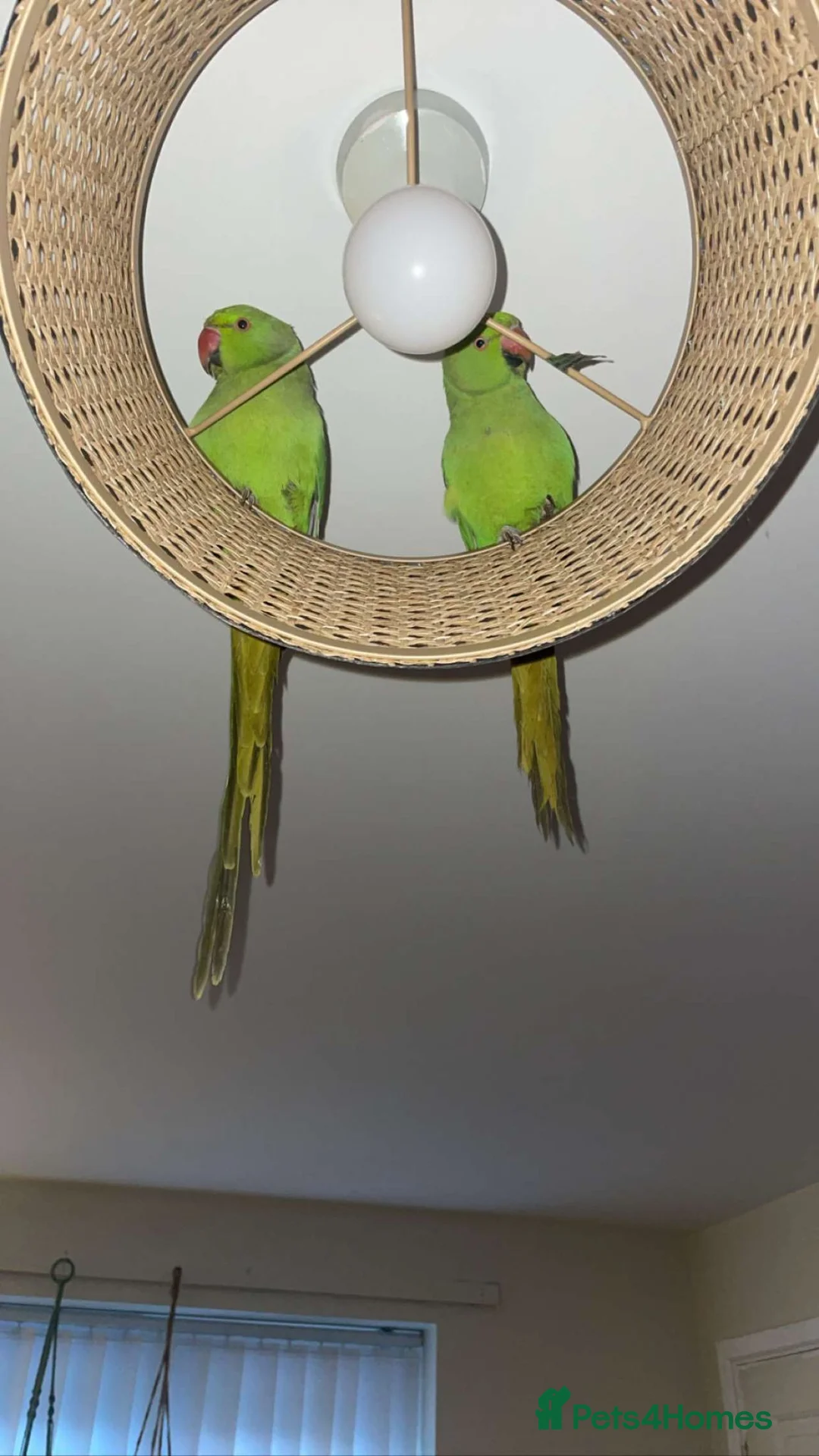 Ringnecks birds for sale: Bonded ringneck pair - Advert 2