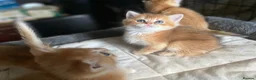 British Shorthair cats for sale: Full Pedigree British short hair kittens  - Advert 6
