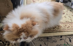 Persian cats for sale: Male Persian Pedigree CFA Champion - Image 3