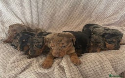 Dachshund dogs for sale: Gorgeous dachshund puppies  - Image 1