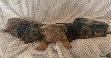 Dachshund dogs - Advert 1