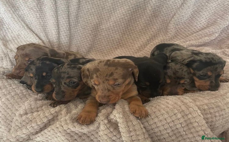Dachshund dogs - Advert 4
