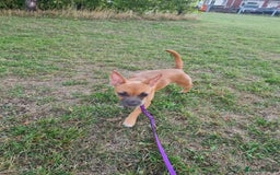 Mixed Breed dogs for sale: 6 months ol d chihuahua x frenchie  - Image 2