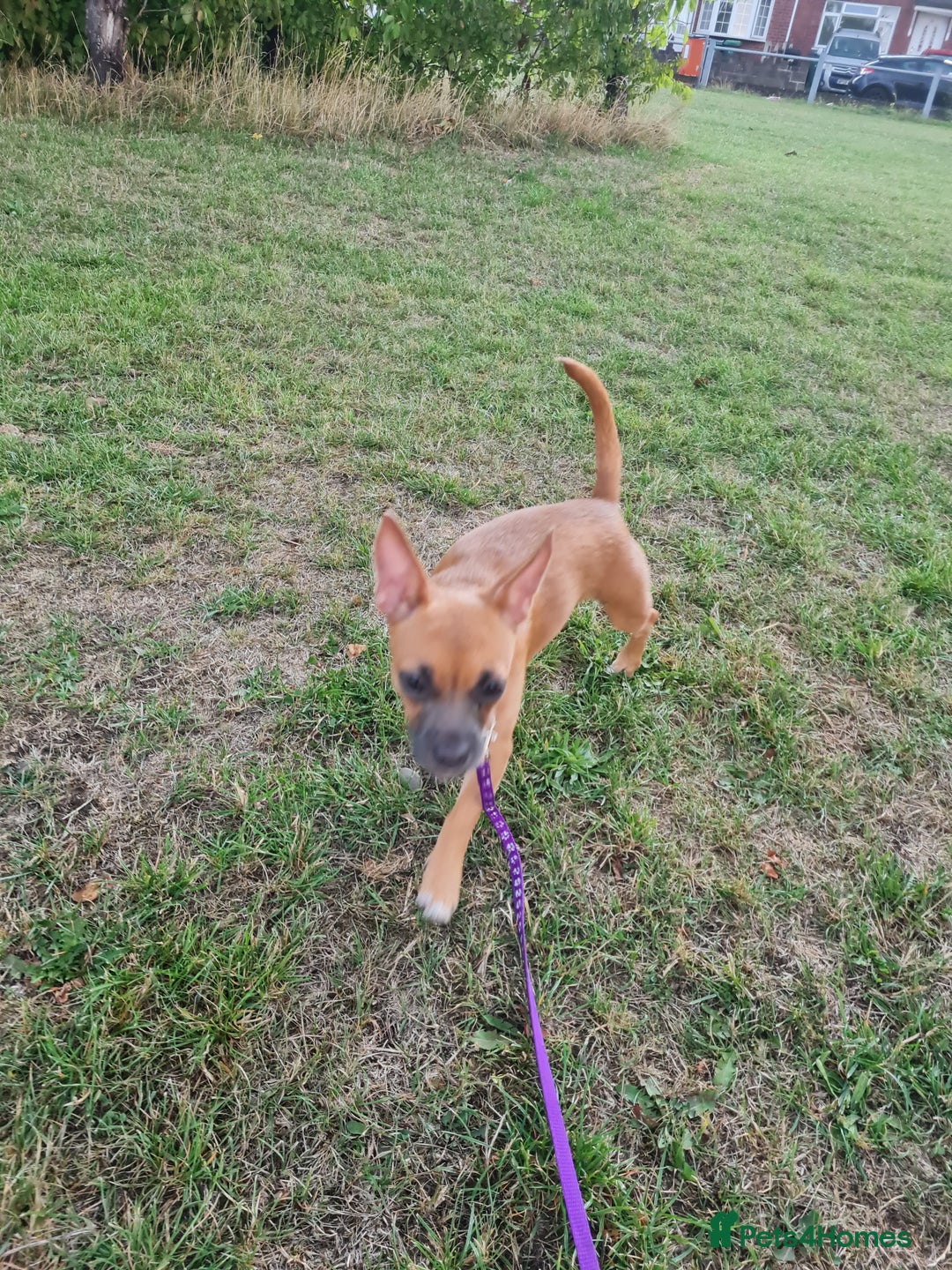 Mixed Breed dogs for sale: 6 months ol d chihuahua x frenchie  - Image 2