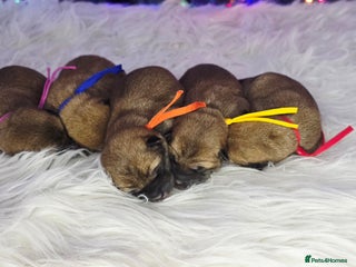 Japanese Shiba Inu dogs Outstanding Japanese Shiba Inu - Advert 6