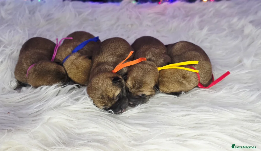 Japanese Shiba Inu dogs for sale: Outstanding Japanese Shiba Inu - Advert 7