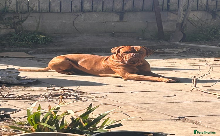Dogue De Bordeaux dogs - Advert 1