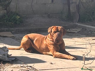Dogue De Bordeaux dogs - Advert 2