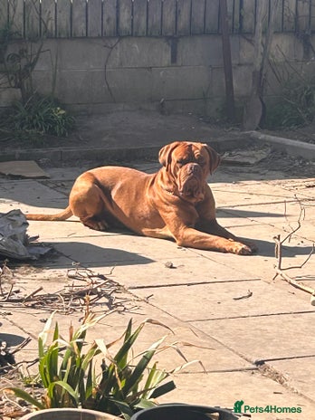 Dogue De Bordeaux dogs Full pedigree dogue de bourdeaux Stud Available - Advert 2