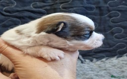 Jack Russell dogs for sale: kC Reg Jack Russell Pups, DNA Health Tested - Image 20