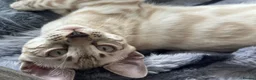 Bengal cats for sale: Snow boy now available  - Advert 2