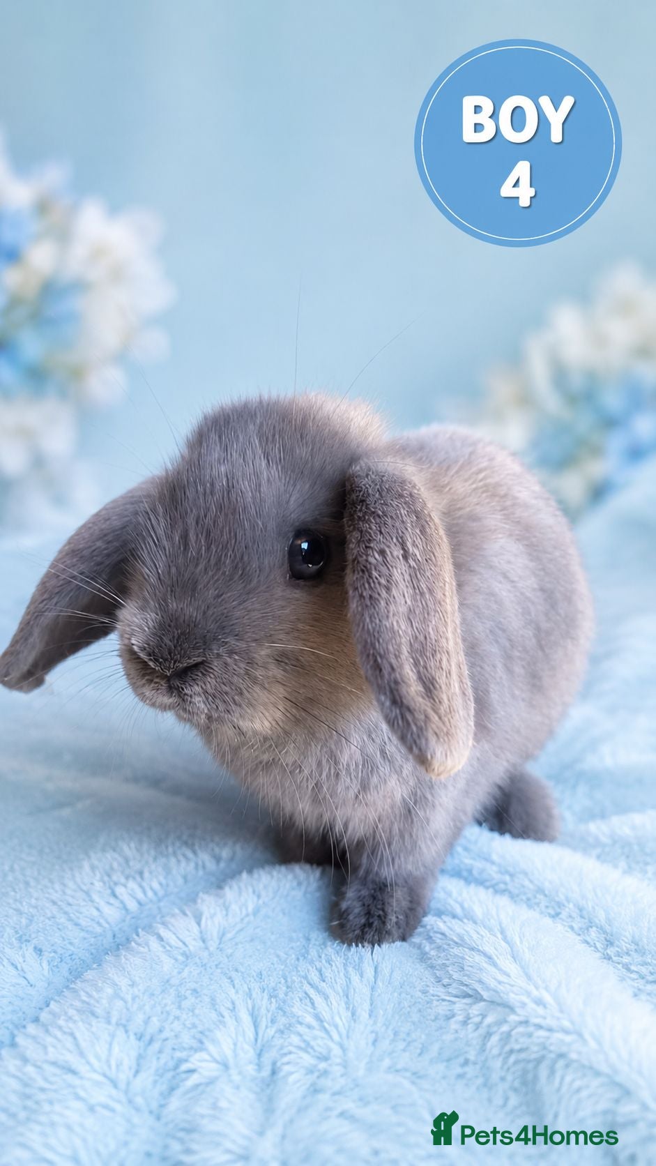 Mini Lop rabbits Stunning Pure Bred Mini Lop Rabbits - Advert 1