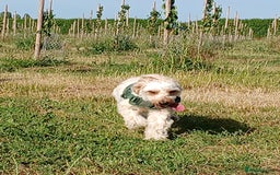 Mixed Breed dogs for sale: Very rare Black Cockerpoo and Chocolate puppies - Image 7