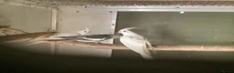Cockatiels birds for sale: 2026 Young ALBINO / PIED /GREY Cockatiels  - Advert 24