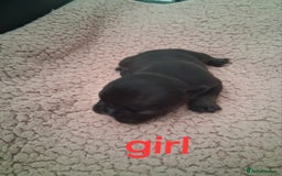 French Bulldog dogs for sale: 8 French bulldog puppies  - Image 7