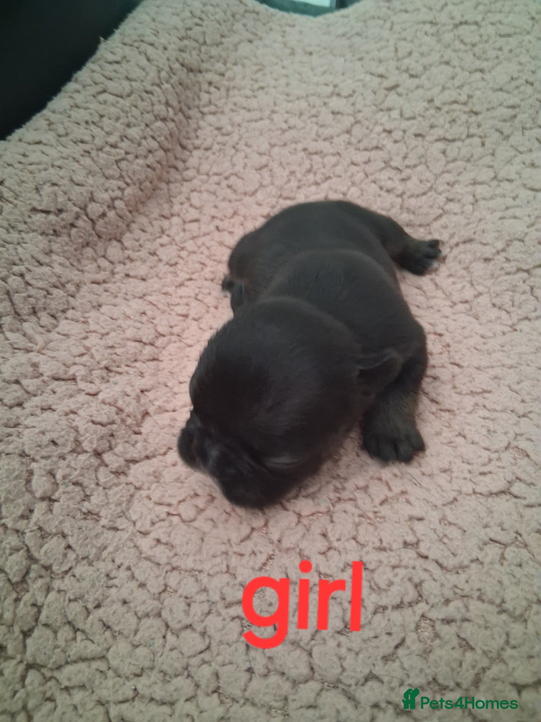 French Bulldog dogs for sale: 8 French bulldog puppies  - Image 7