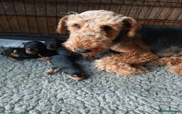 Airedale Terrier dogs for sale: Beautiful Airedale pups - Image 1