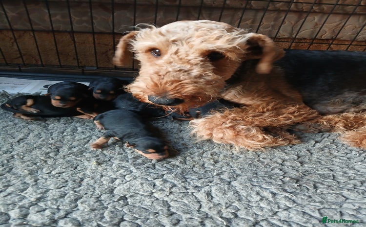 Airedale Terrier dogs - Advert 2